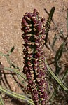 Euphorbia tescorum PV2496 Merille GPS168 Kenya 2012_PV0462.jpg